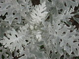 This looked better last year in a "Wintery Wonderland" box I planted with some Lamb's Ears, fuzzy-blue Sage, and Lavender.